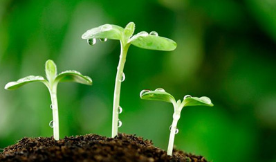 楊雄年：加強知識產(chǎn)權(quán)保護(hù)　促進(jìn)育種創(chuàng)新