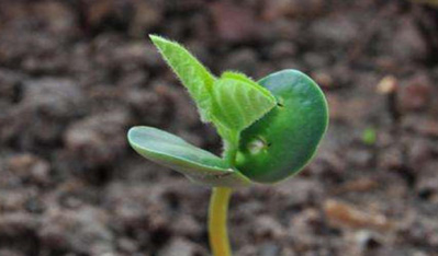 2016農(nóng)民心儀的種子什么樣？